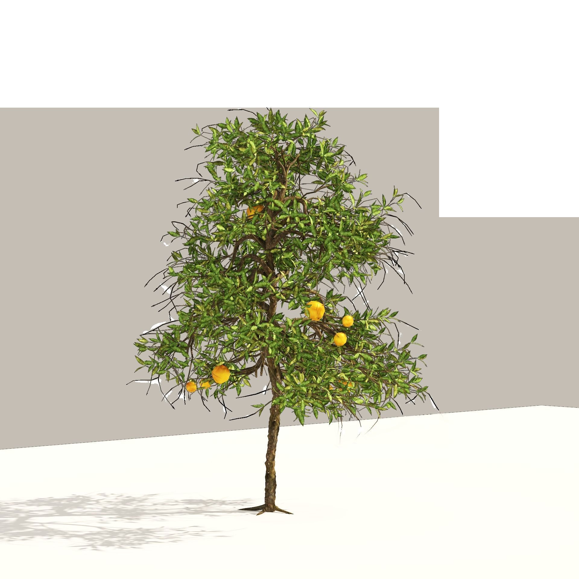 Orange fruit tree Low-poly 3D model_9