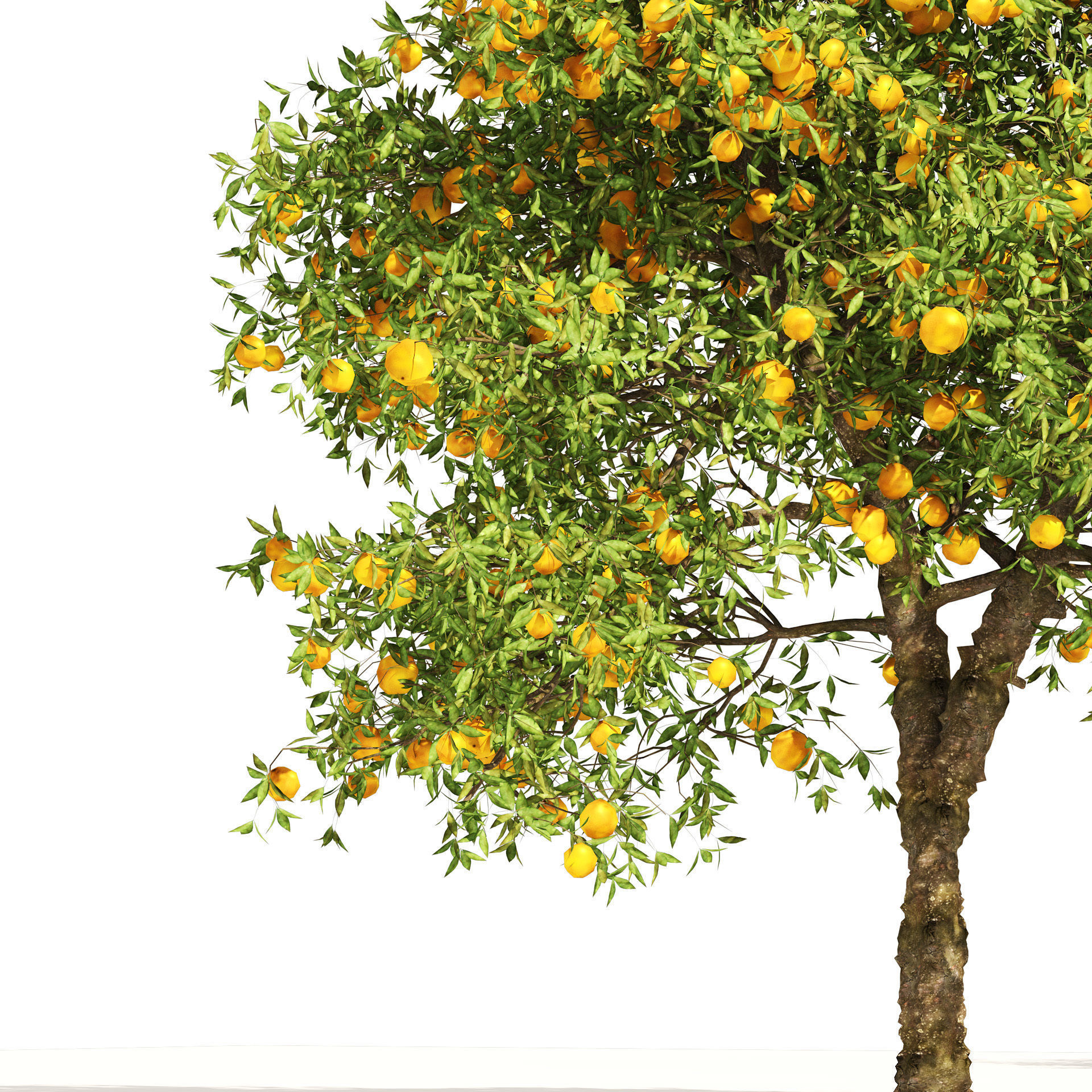 Orange fruit tree Low-poly 3D model_2
