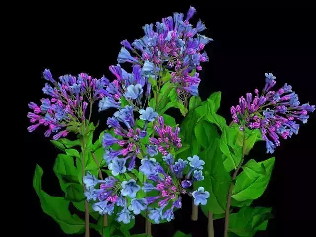 Flower Mertensia Virginica