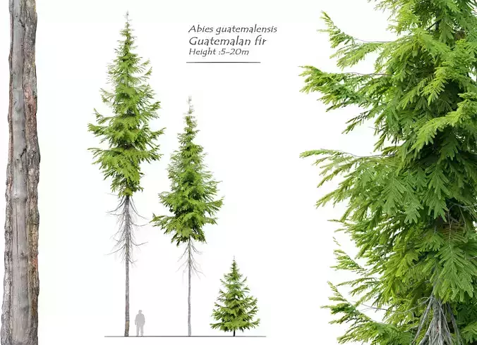 Abies guatemalensis 3D model
