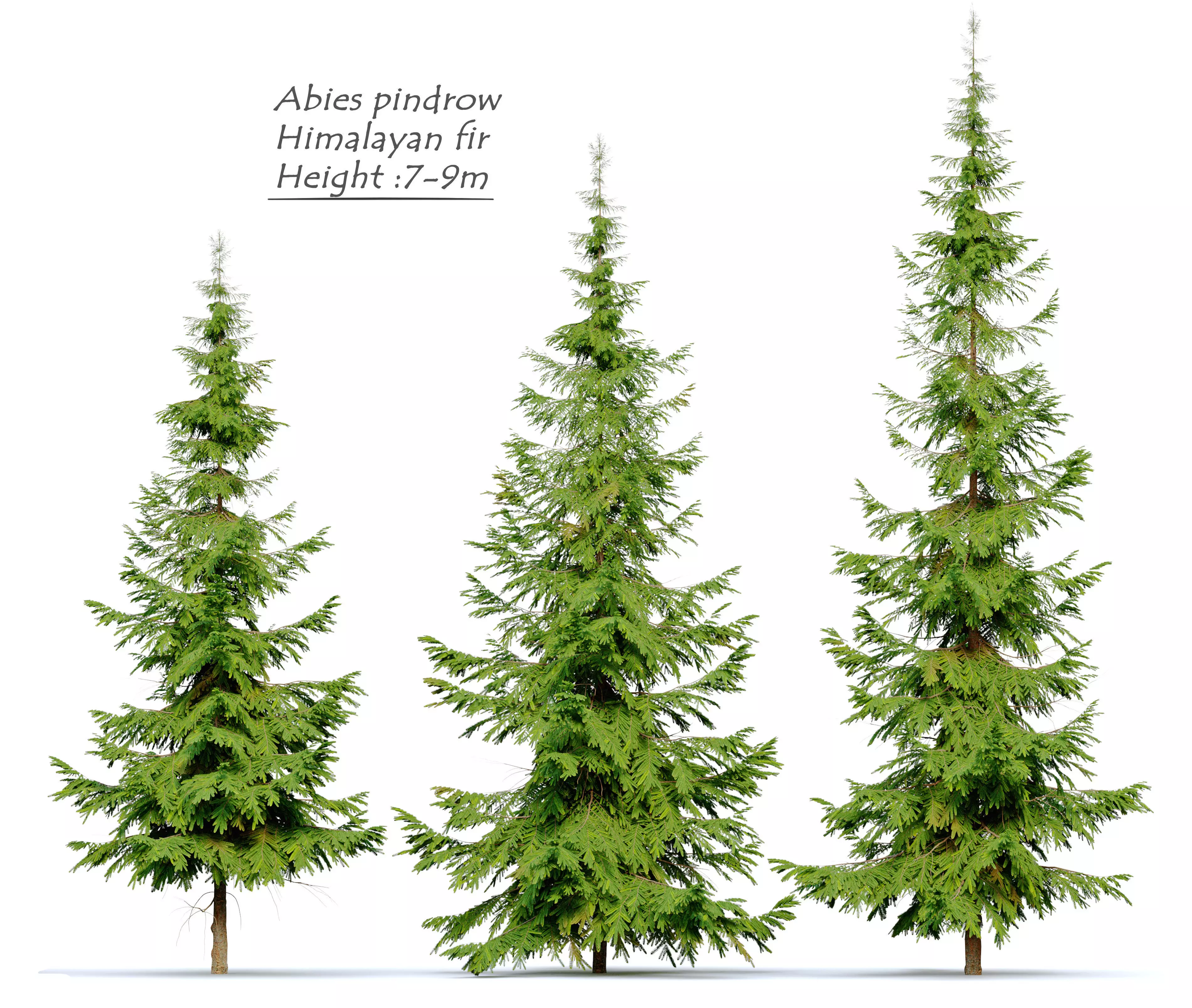 Abies pindrow 3D model