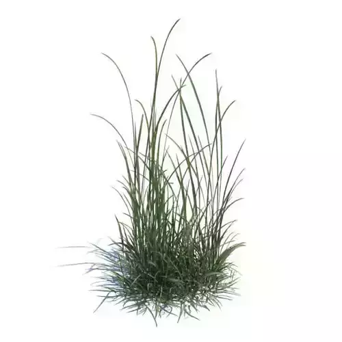 Grass   Green Weeds 3D model