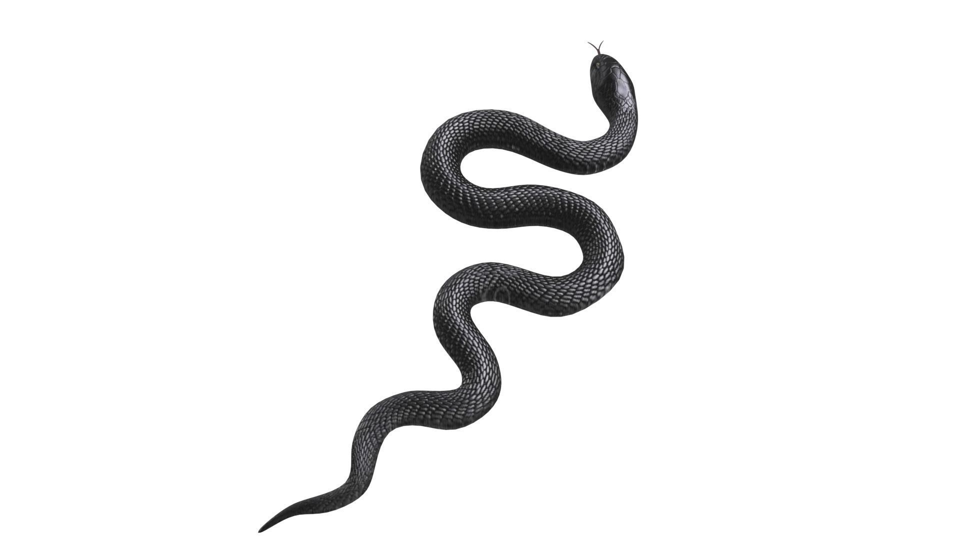 Snake 3D model_7