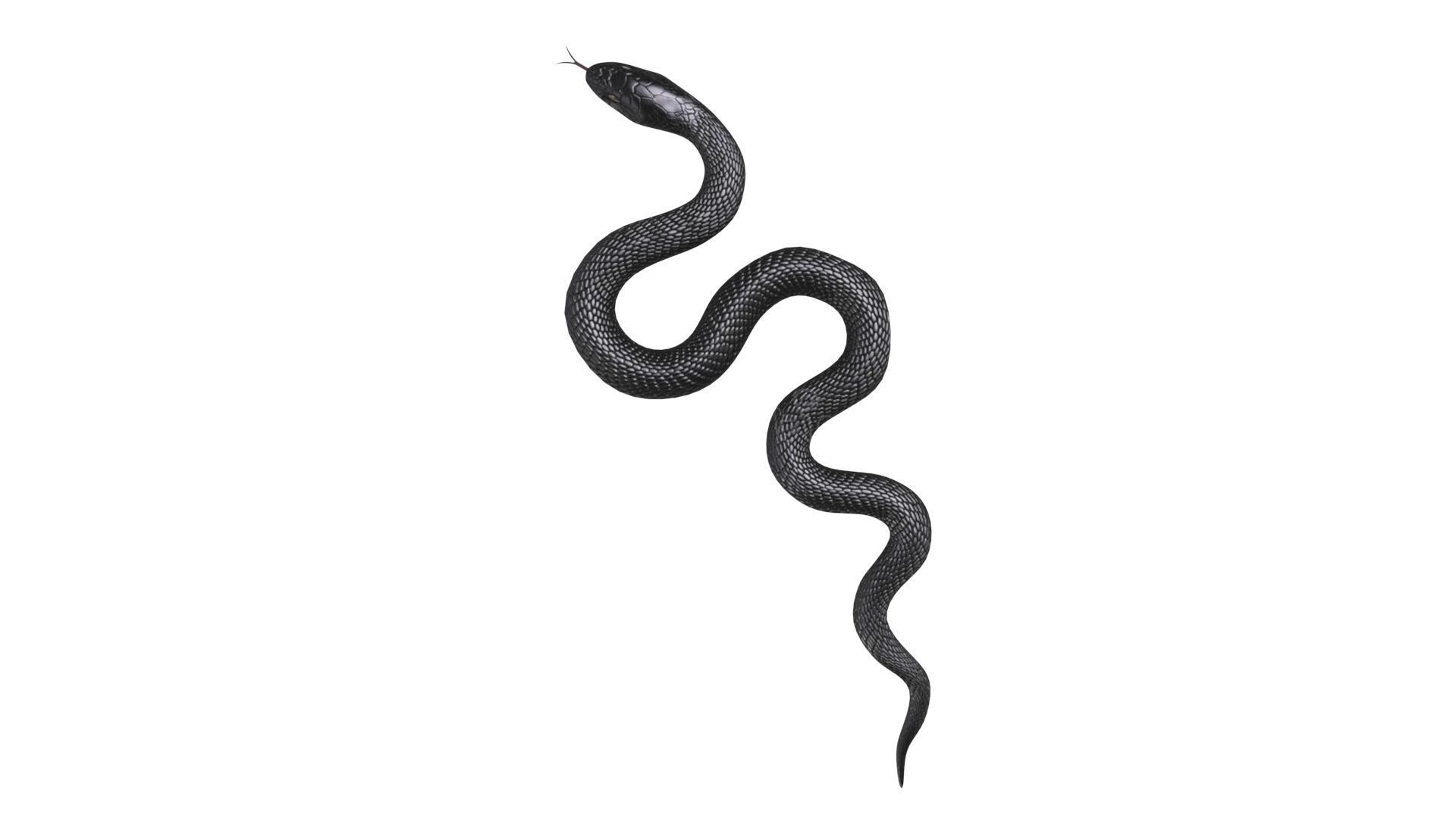 Snake 3D model_11