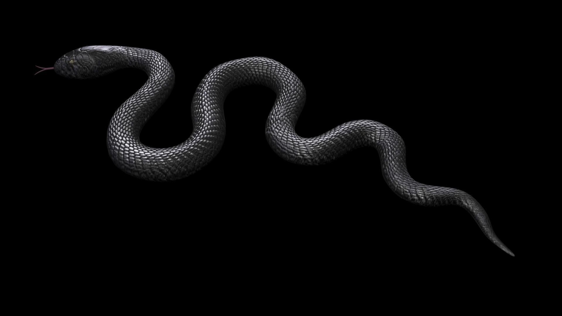 Snake 3D model_5
