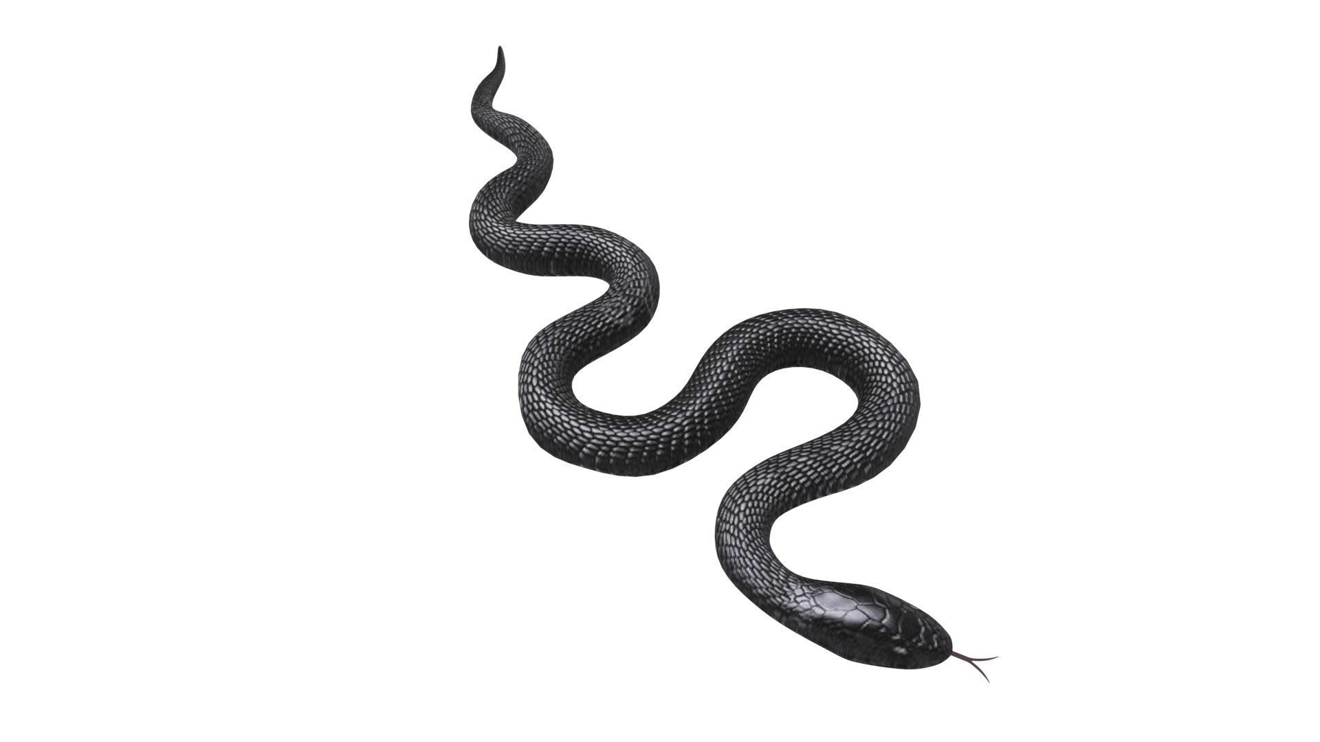 Snake 3D model_8