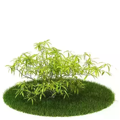 Grassy Looking Plastic Plant