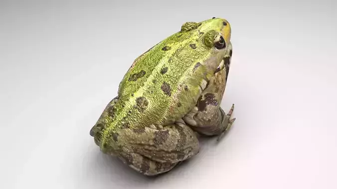 Green Frog