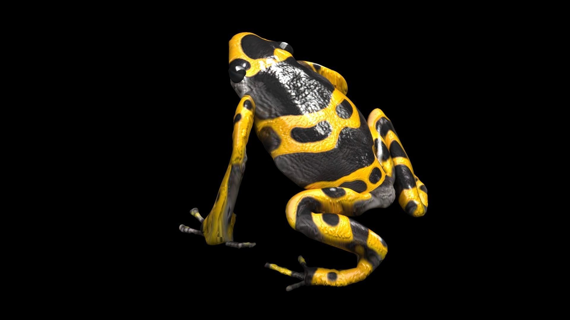 Yellow and Black Poison Dart Frog 3D model_6