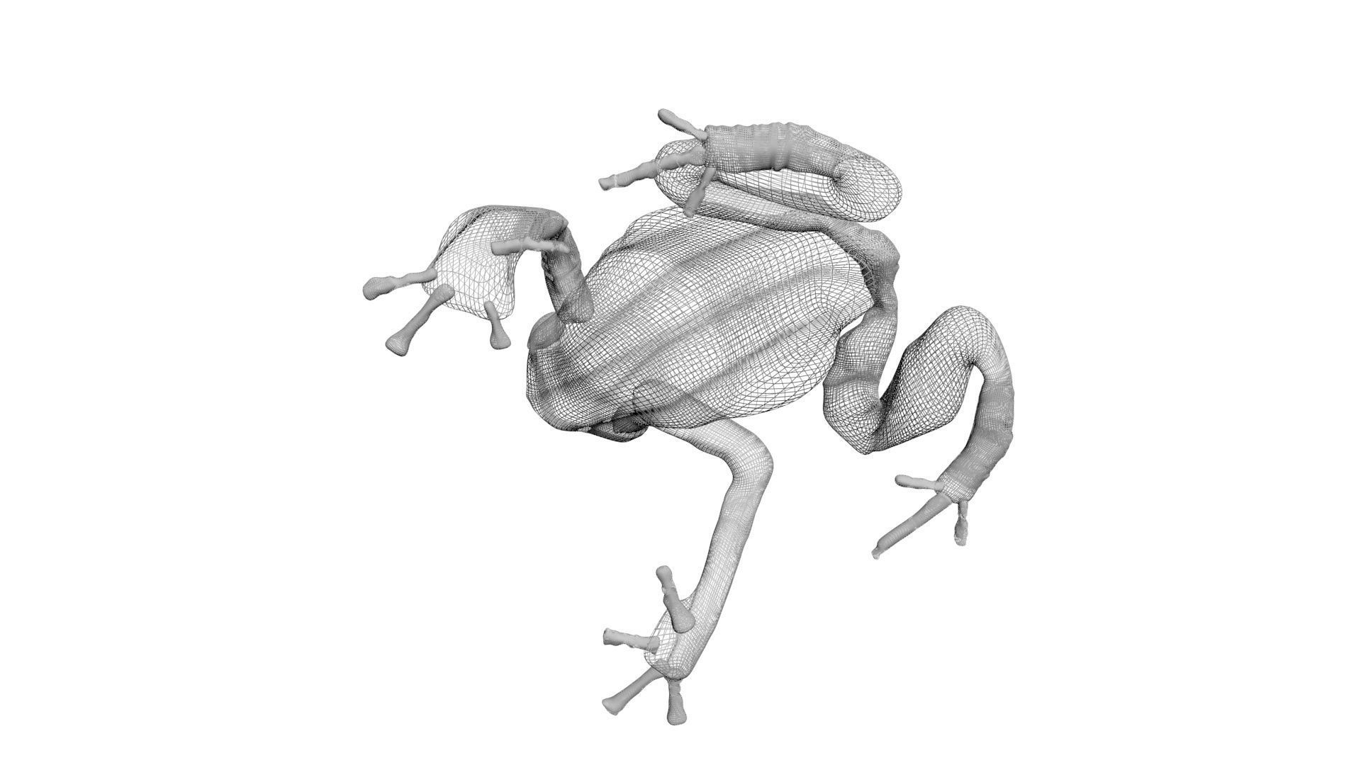 Yellow and Black Poison Dart Frog 3D model_20