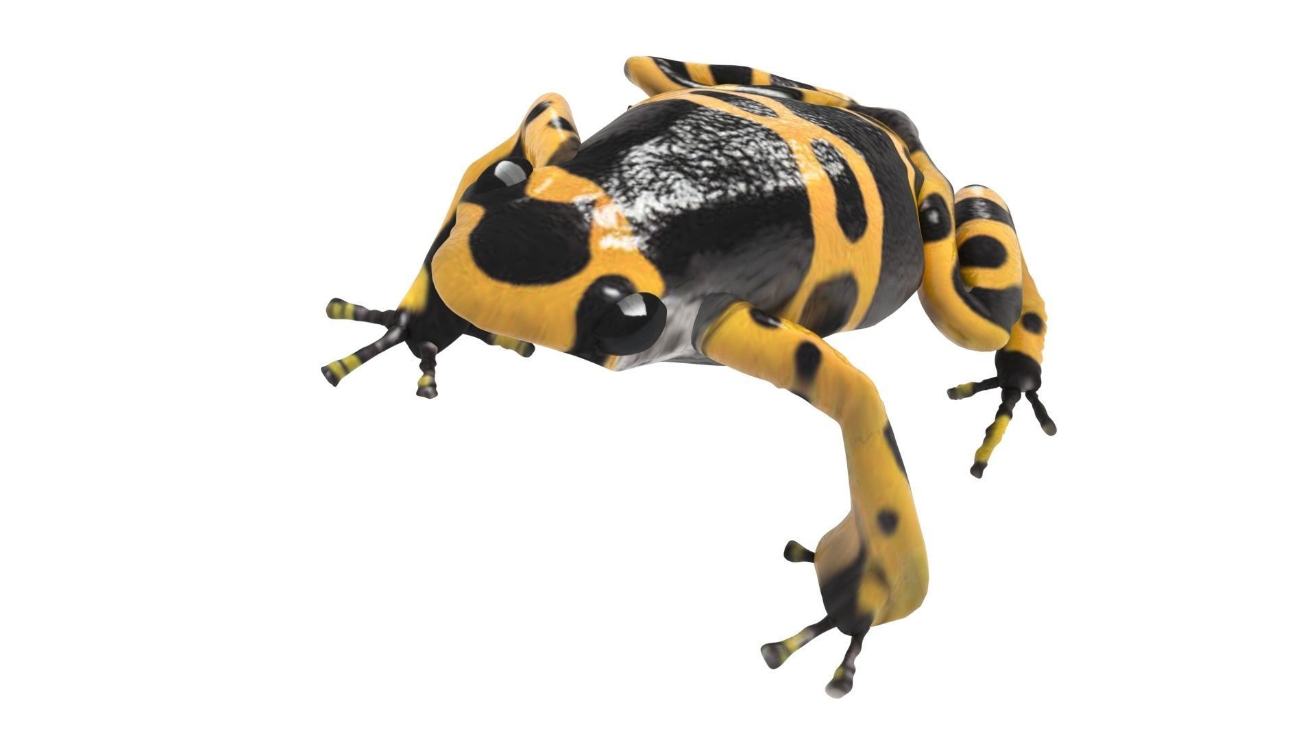 Yellow and Black Poison Dart Frog 3D model_10