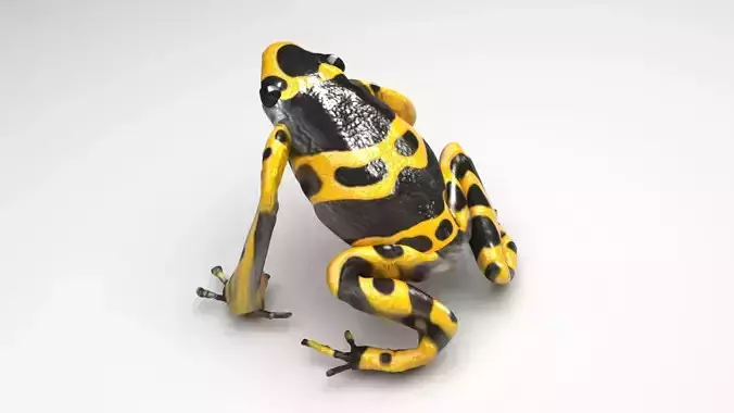 Yellow and Black Poison Dart Frog 3D model