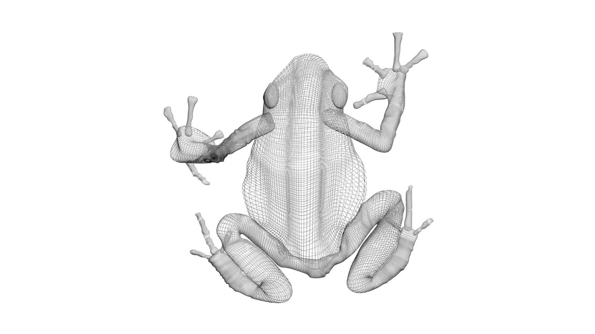 Yellow and Black Poison Dart Frog 3D model_23