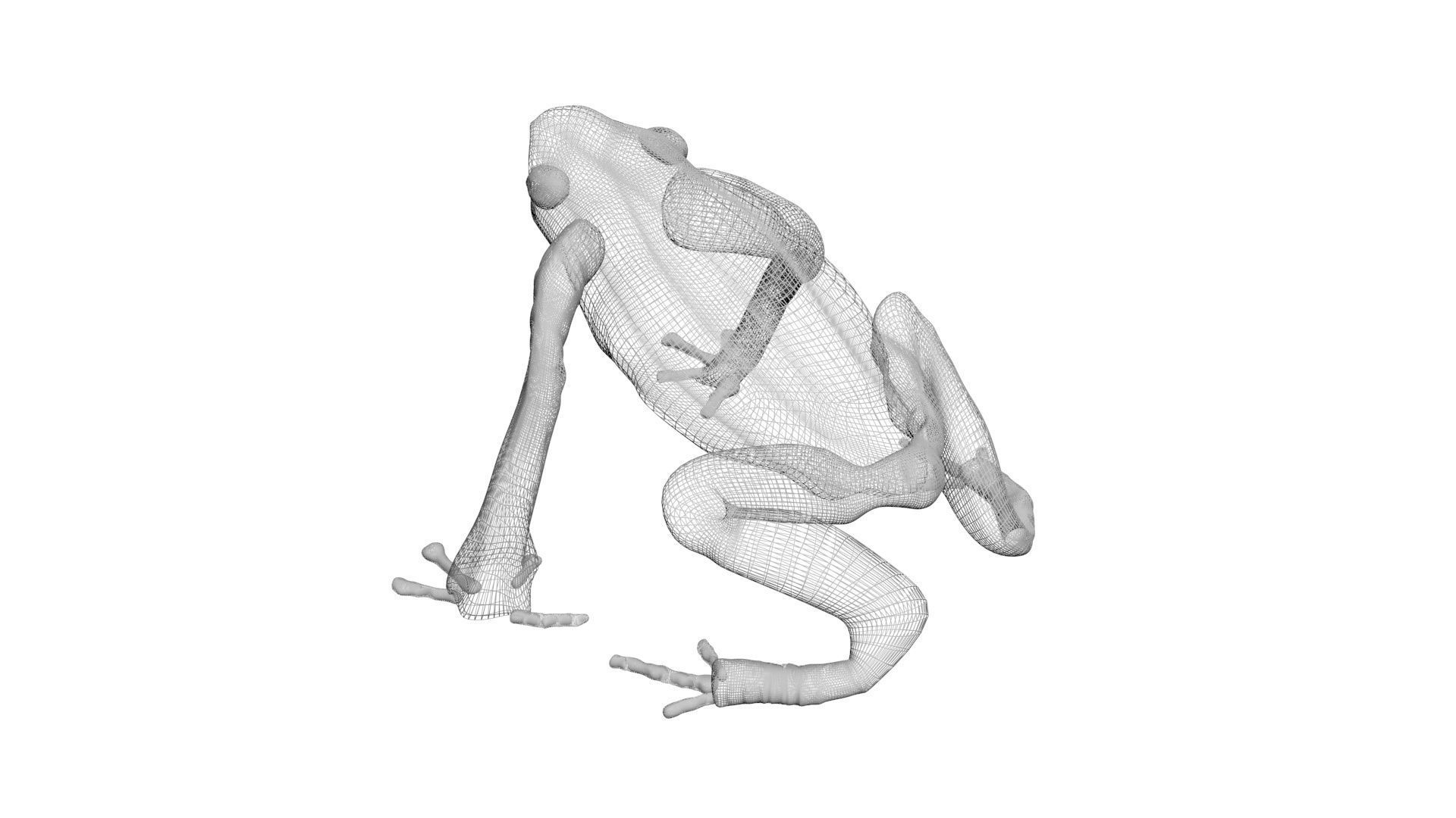 Yellow and Black Poison Dart Frog 3D model_16