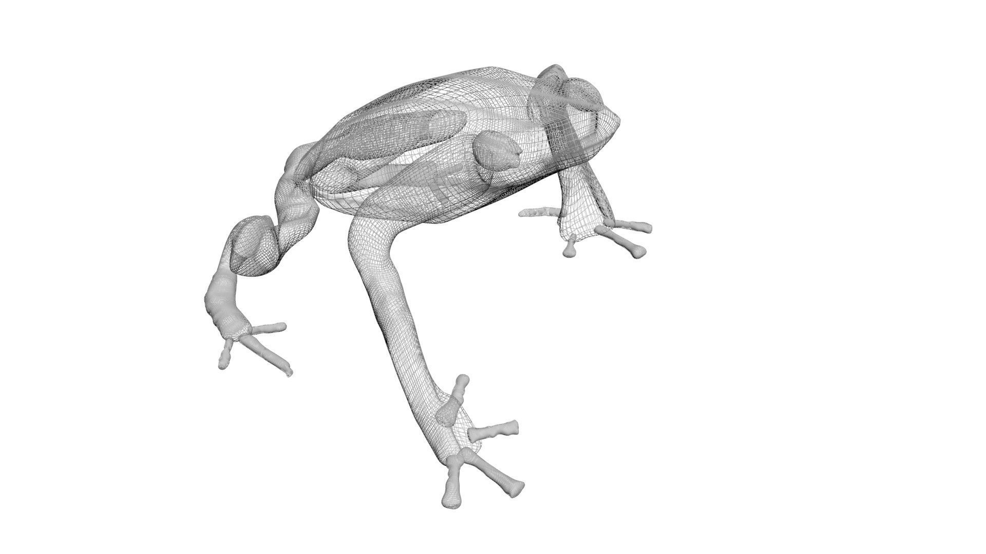 Yellow and Black Poison Dart Frog 3D model_18