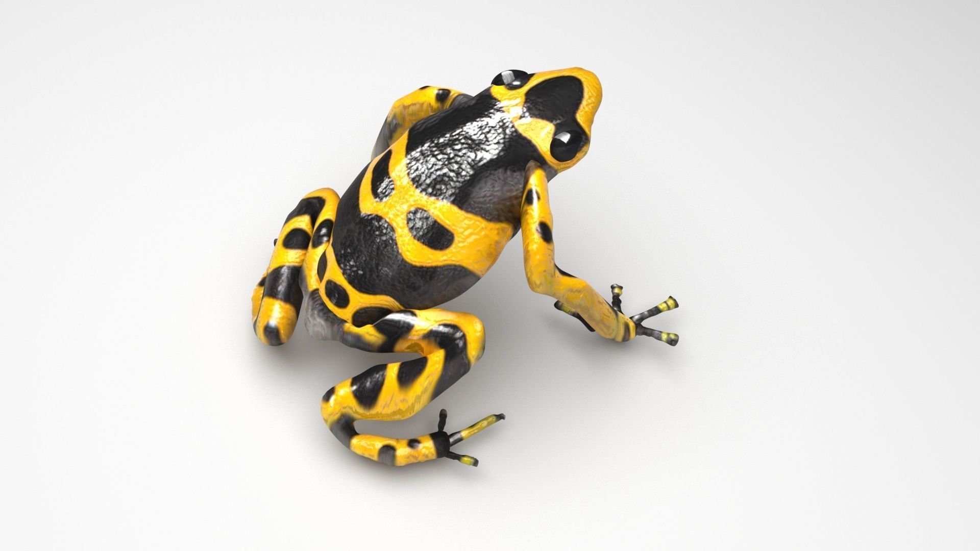 Yellow and Black Poison Dart Frog 3D model_1