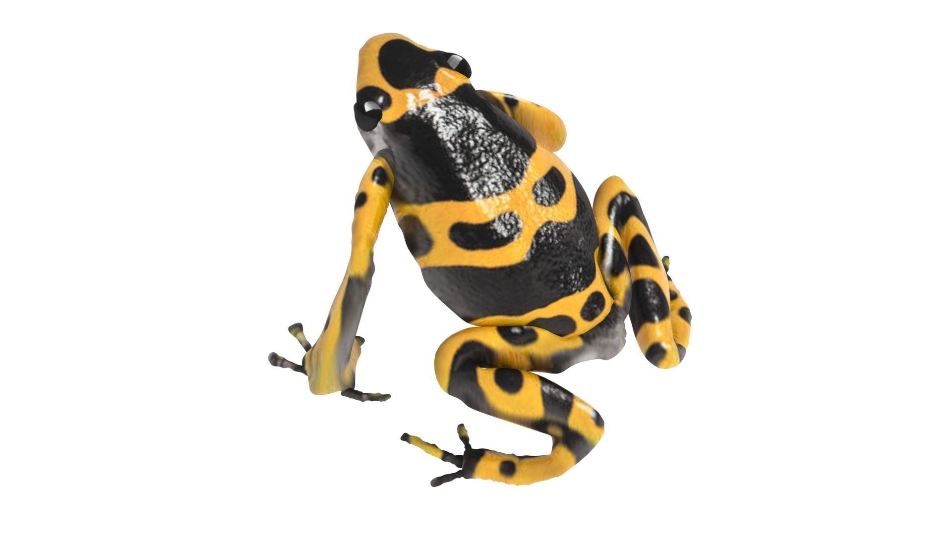 Yellow and Black Poison Dart Frog 3D model_11