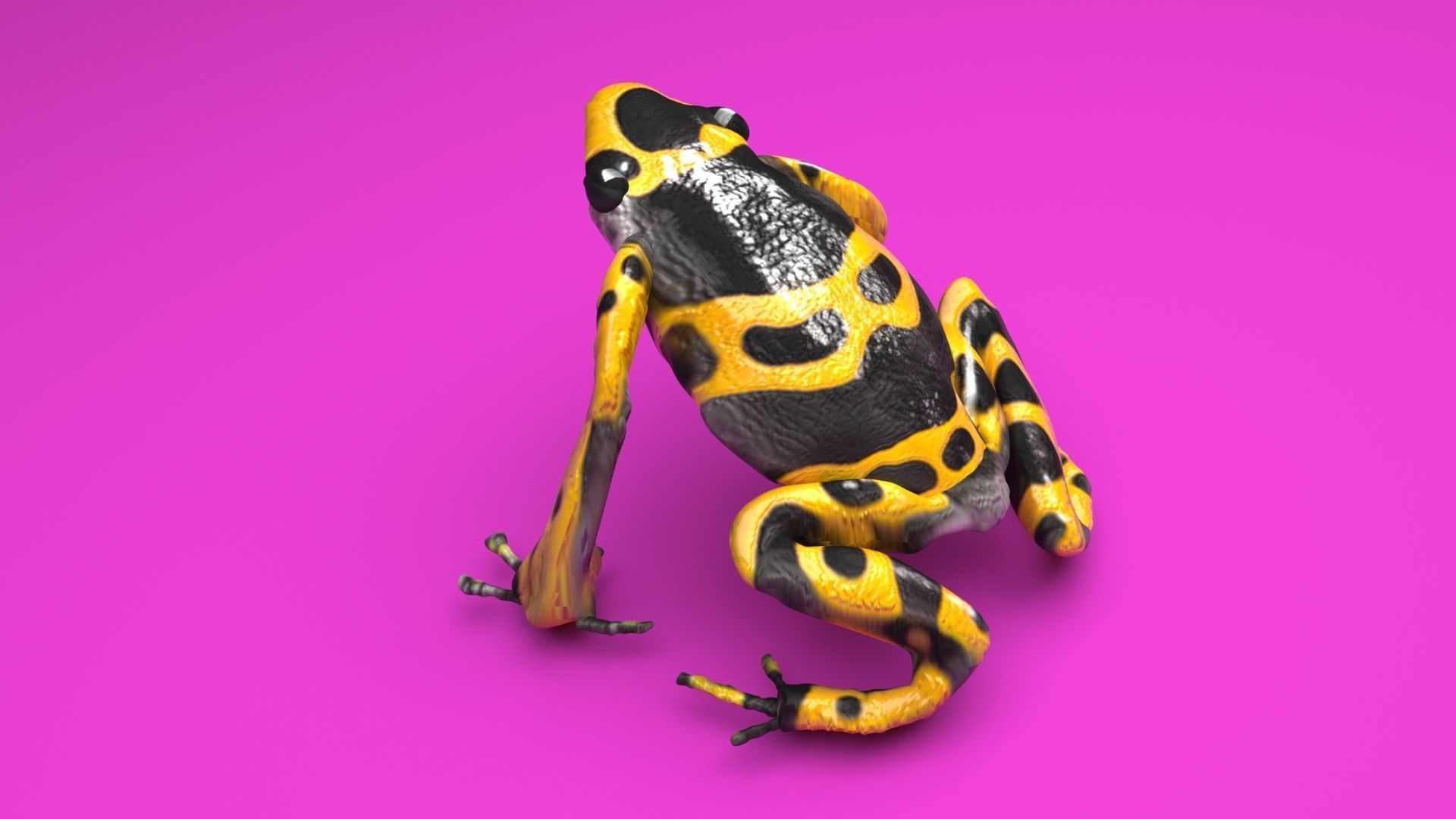 Yellow and Black Poison Dart Frog 3D model_5