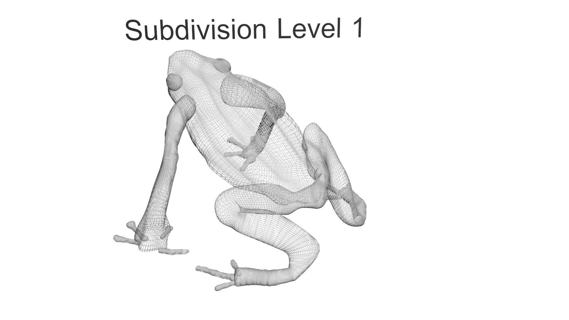 Yellow and Black Poison Dart Frog 3D model_24