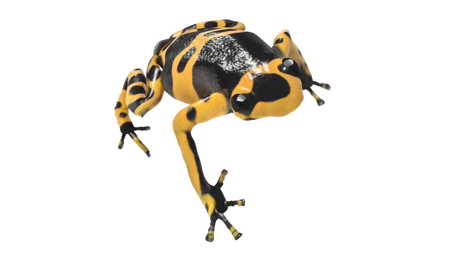Yellow and Black Poison Dart Frog 3D model_9