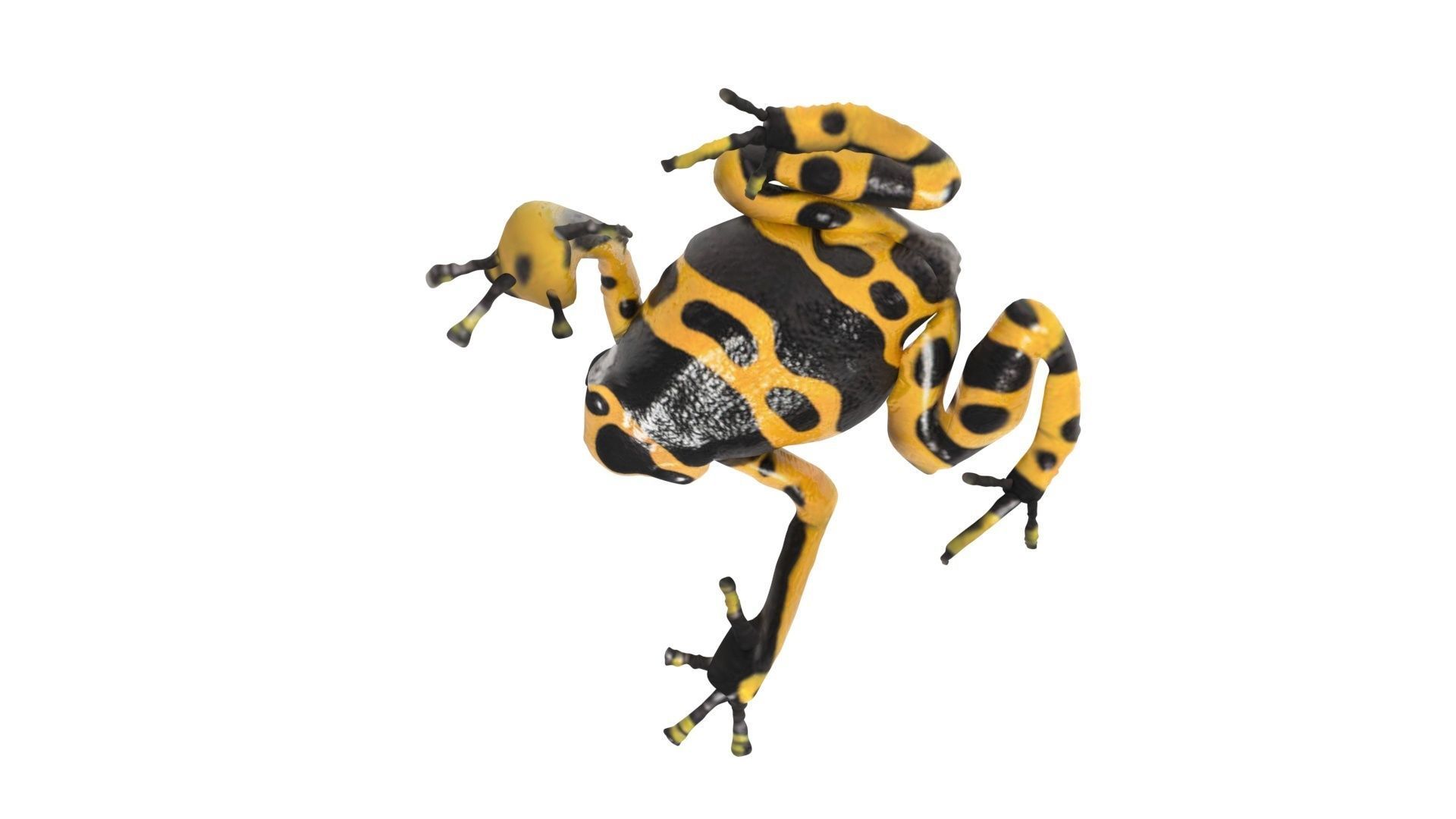 Yellow and Black Poison Dart Frog 3D model_12
