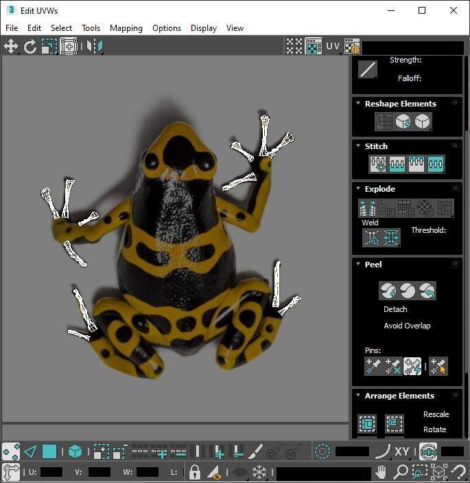 Yellow and Black Poison Dart Frog 3D model_29