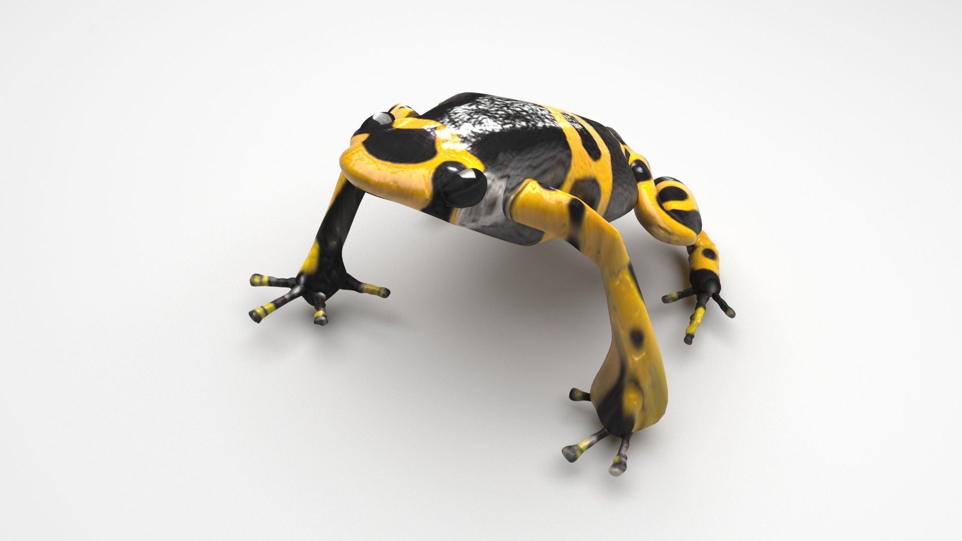 Yellow and Black Poison Dart Frog 3D model_3