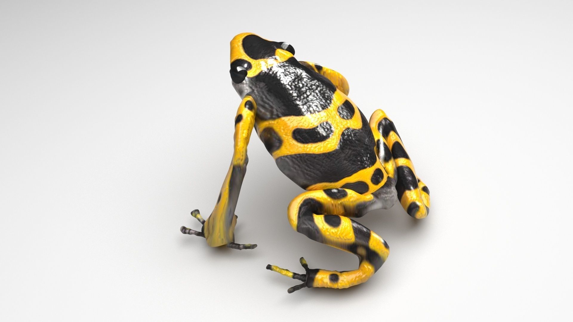 Yellow and Black Poison Dart Frog 3D model_4