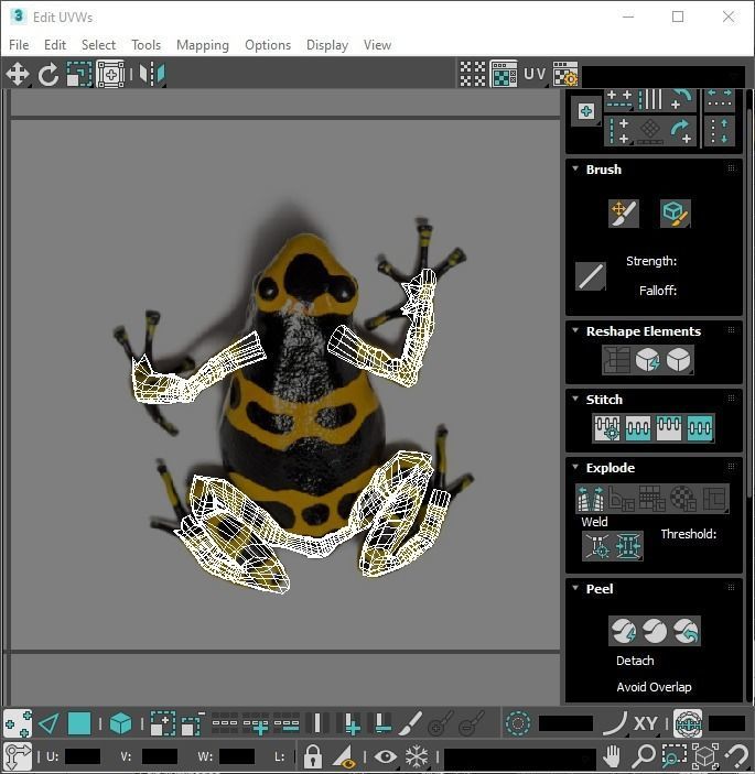 Yellow and Black Poison Dart Frog 3D model_26