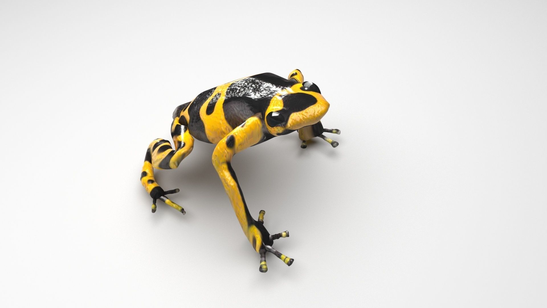 Yellow and Black Poison Dart Frog 3D model_2