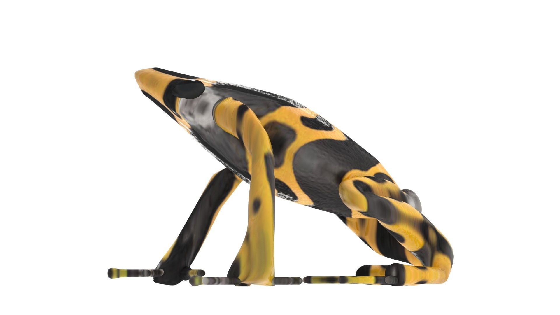 Yellow and Black Poison Dart Frog 3D model_15