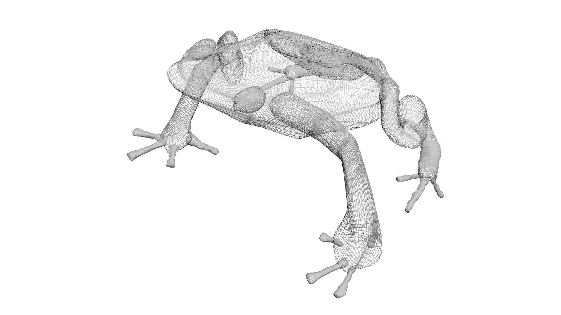 Yellow and Black Poison Dart Frog 3D model_19