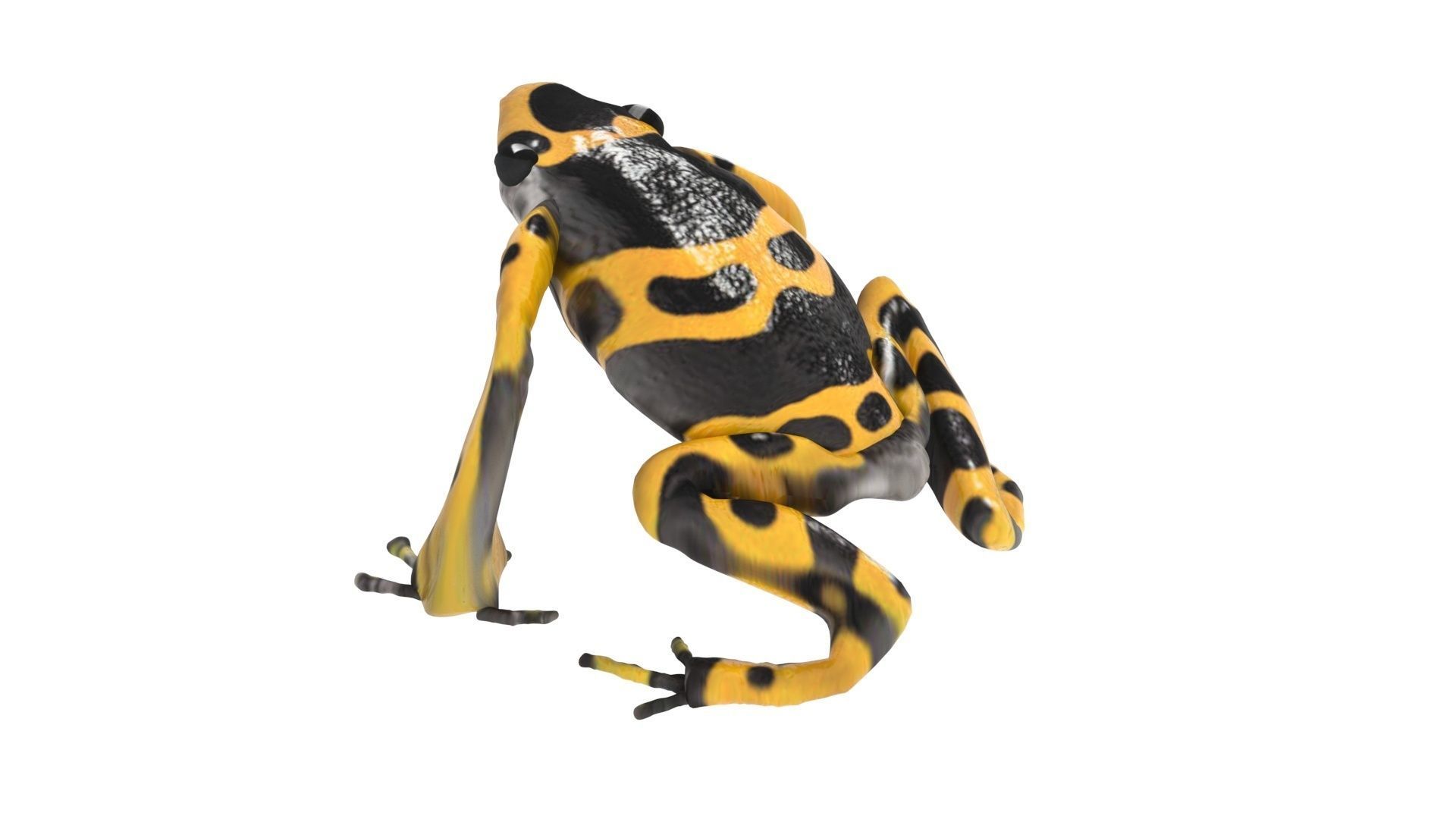 Yellow and Black Poison Dart Frog 3D model_7