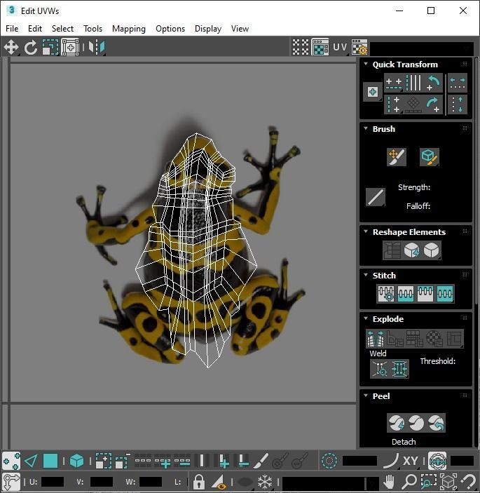Yellow and Black Poison Dart Frog 3D model_28
