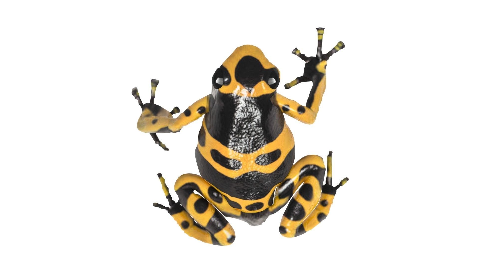 Yellow and Black Poison Dart Frog 3D model_13