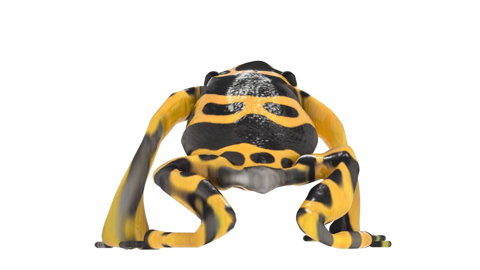 Yellow and Black Poison Dart Frog 3D model_14