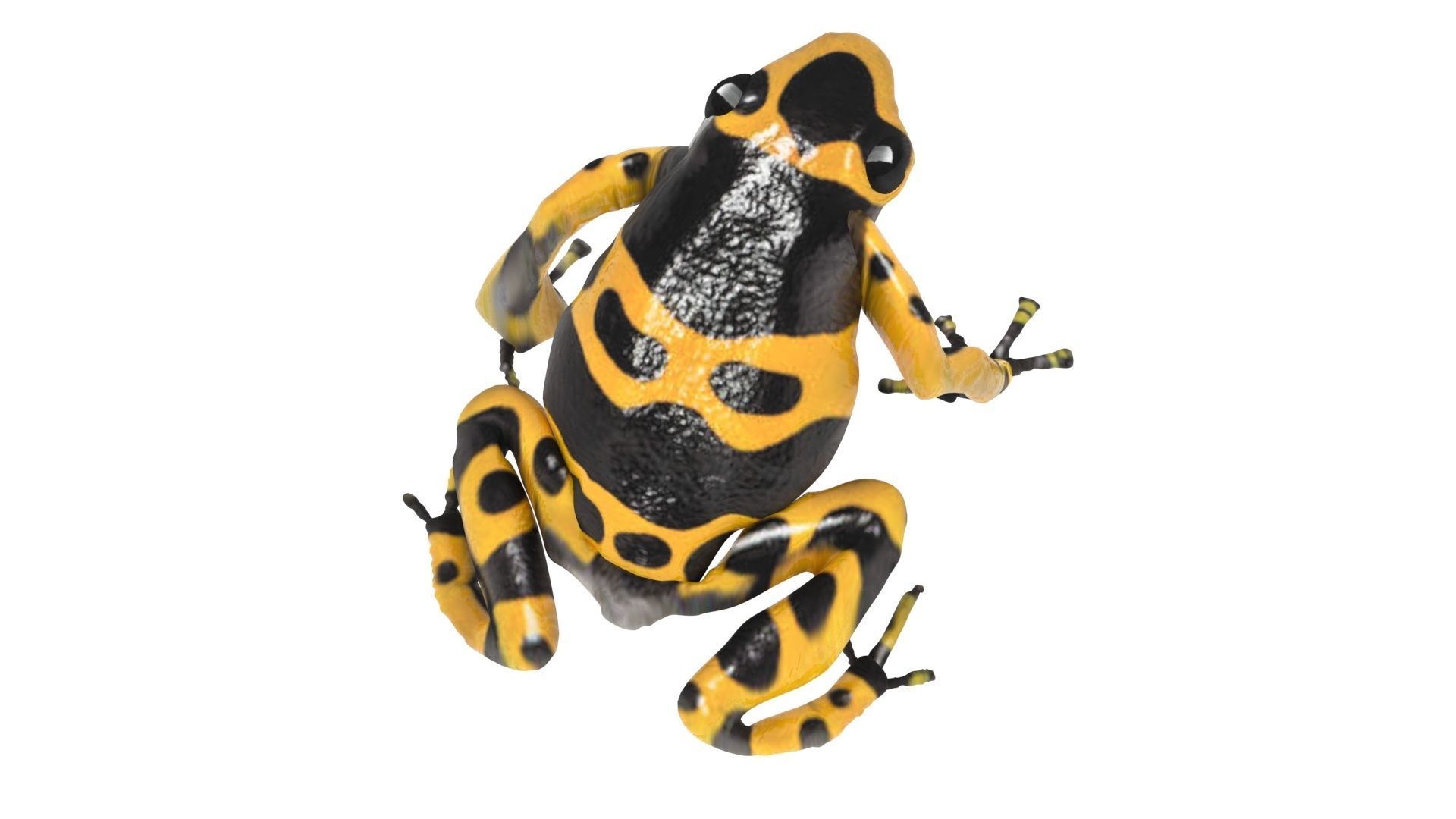Yellow and Black Poison Dart Frog 3D model_8