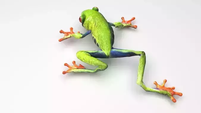 Green Tree Red Eyed Frog 3D model