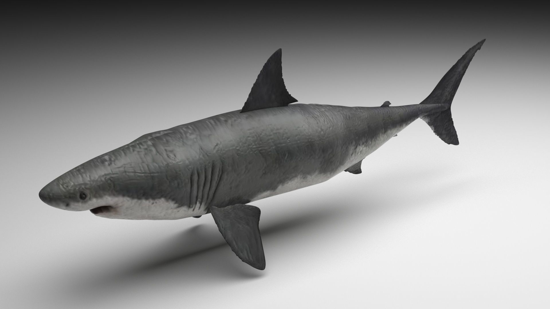 Sea Creatures Collection 3D model_56