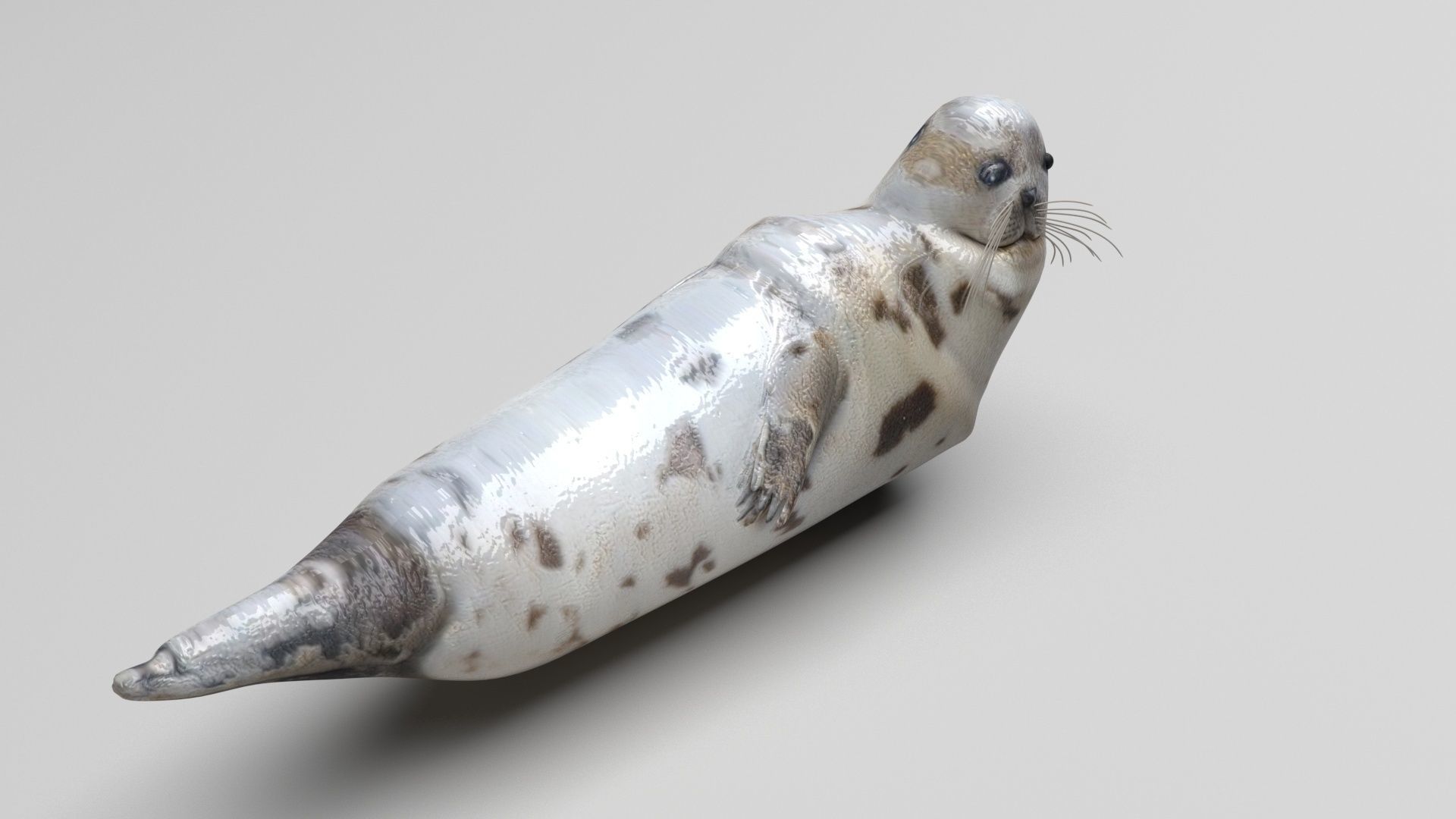 Sea Creatures Collection 3D model_46