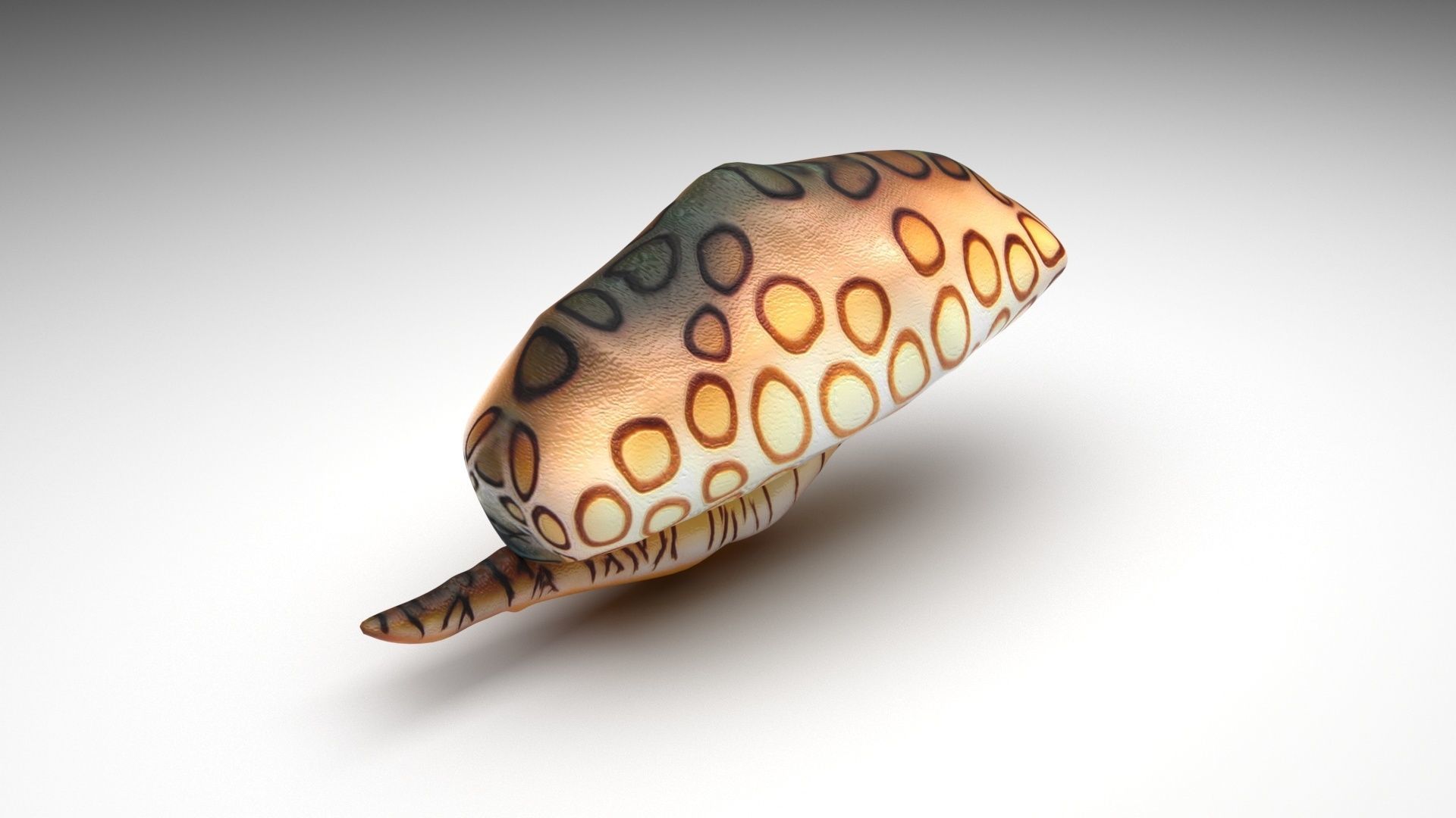 Sea Creatures Collection 3D model_44