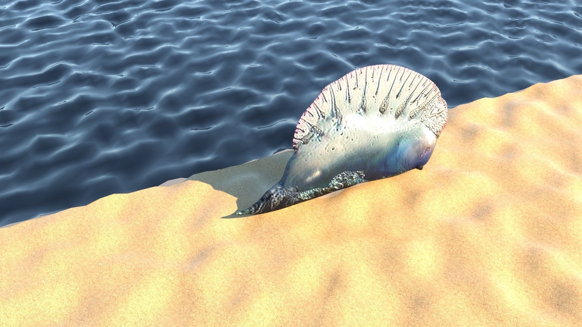 Sea Creatures Collection 3D model_15