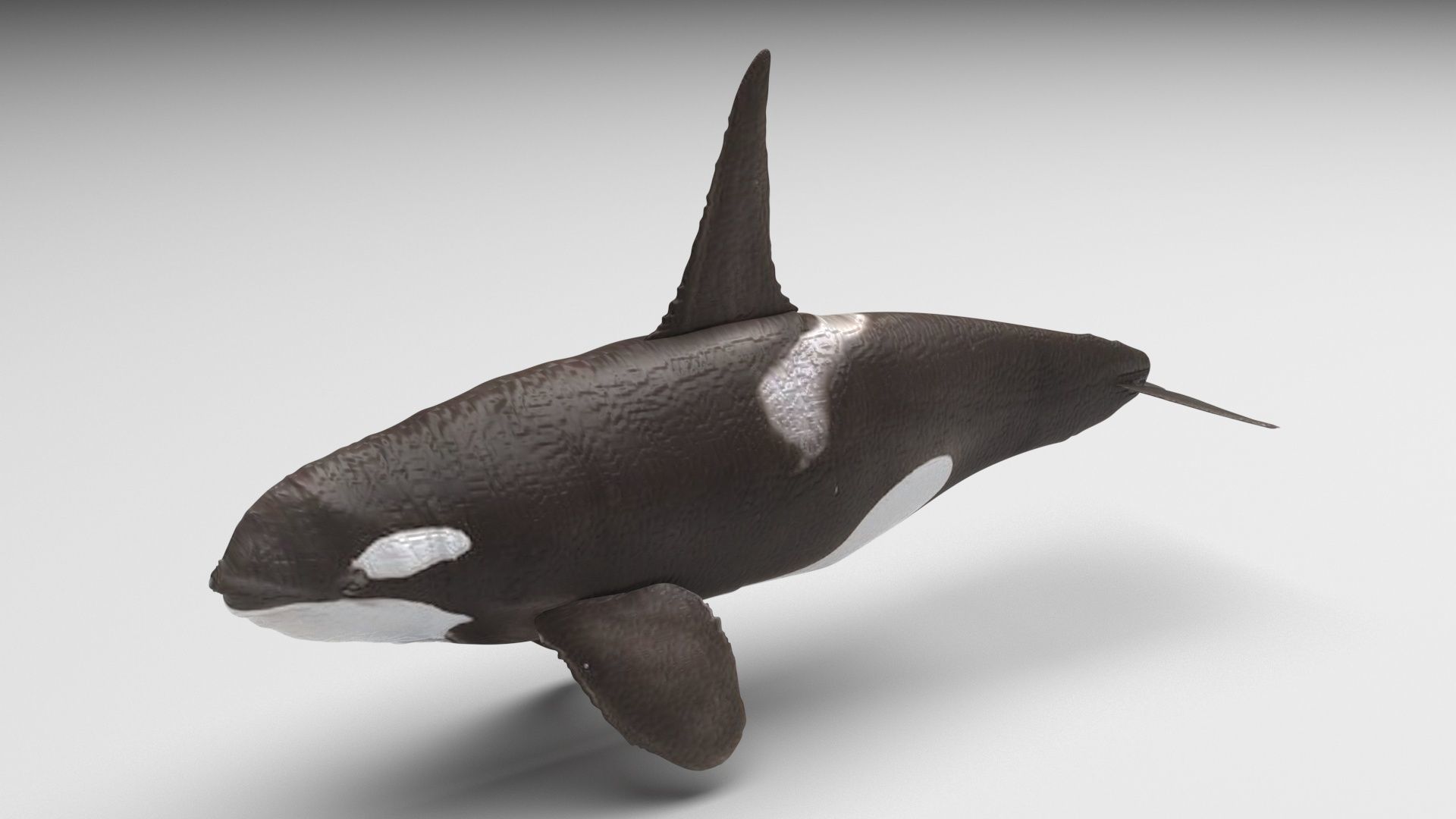 Sea Creatures Collection 3D model_60