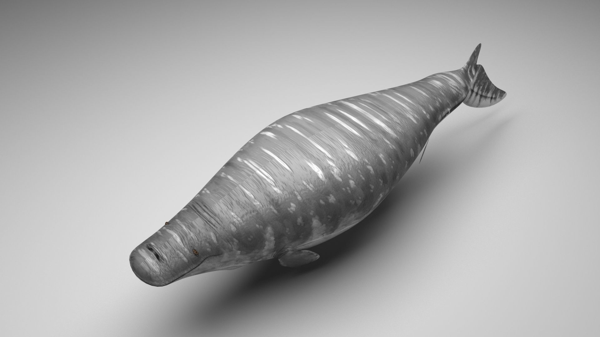 Sea Creatures Collection 3D model_36