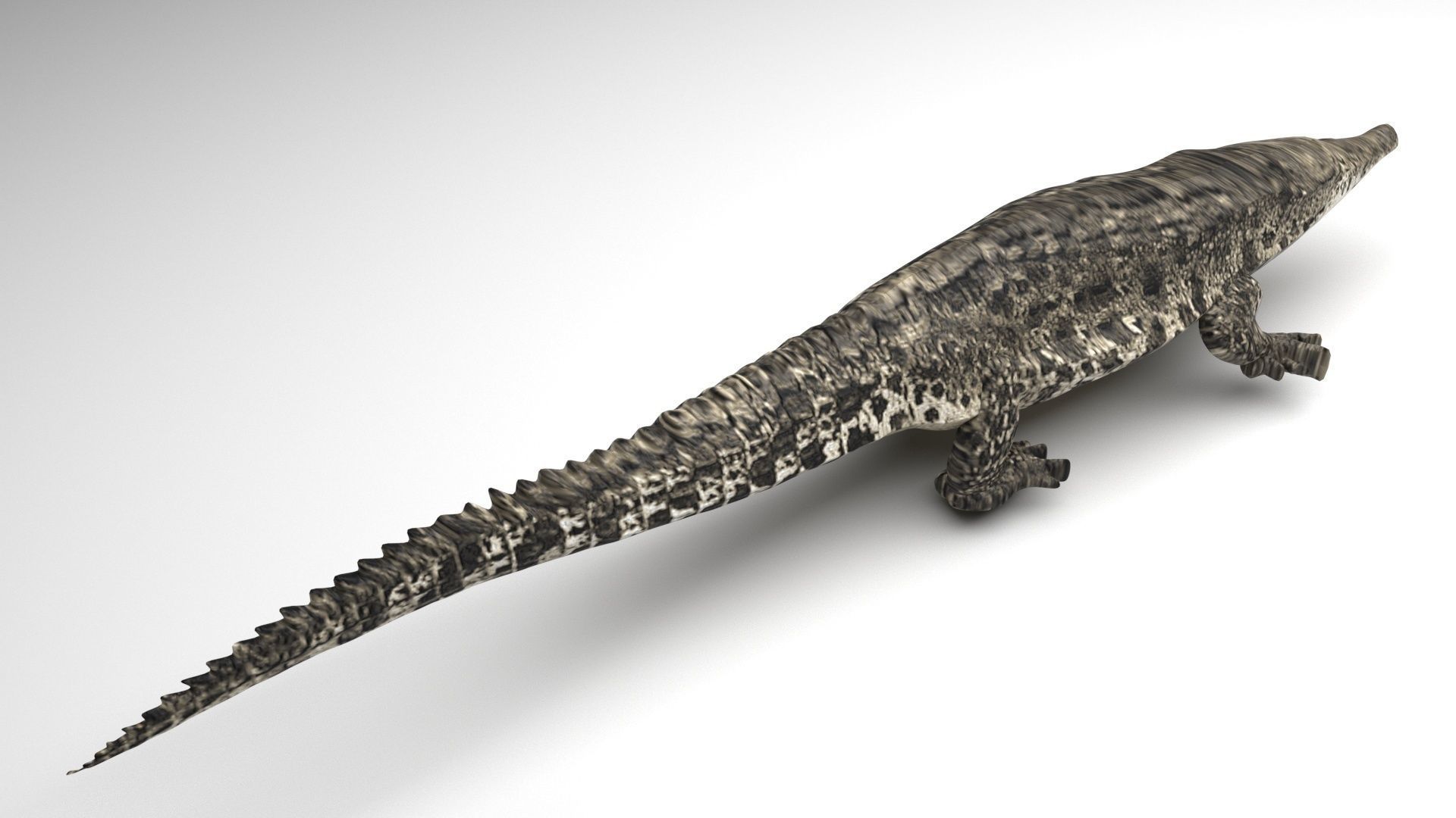 Sea Creatures Collection 3D model_22