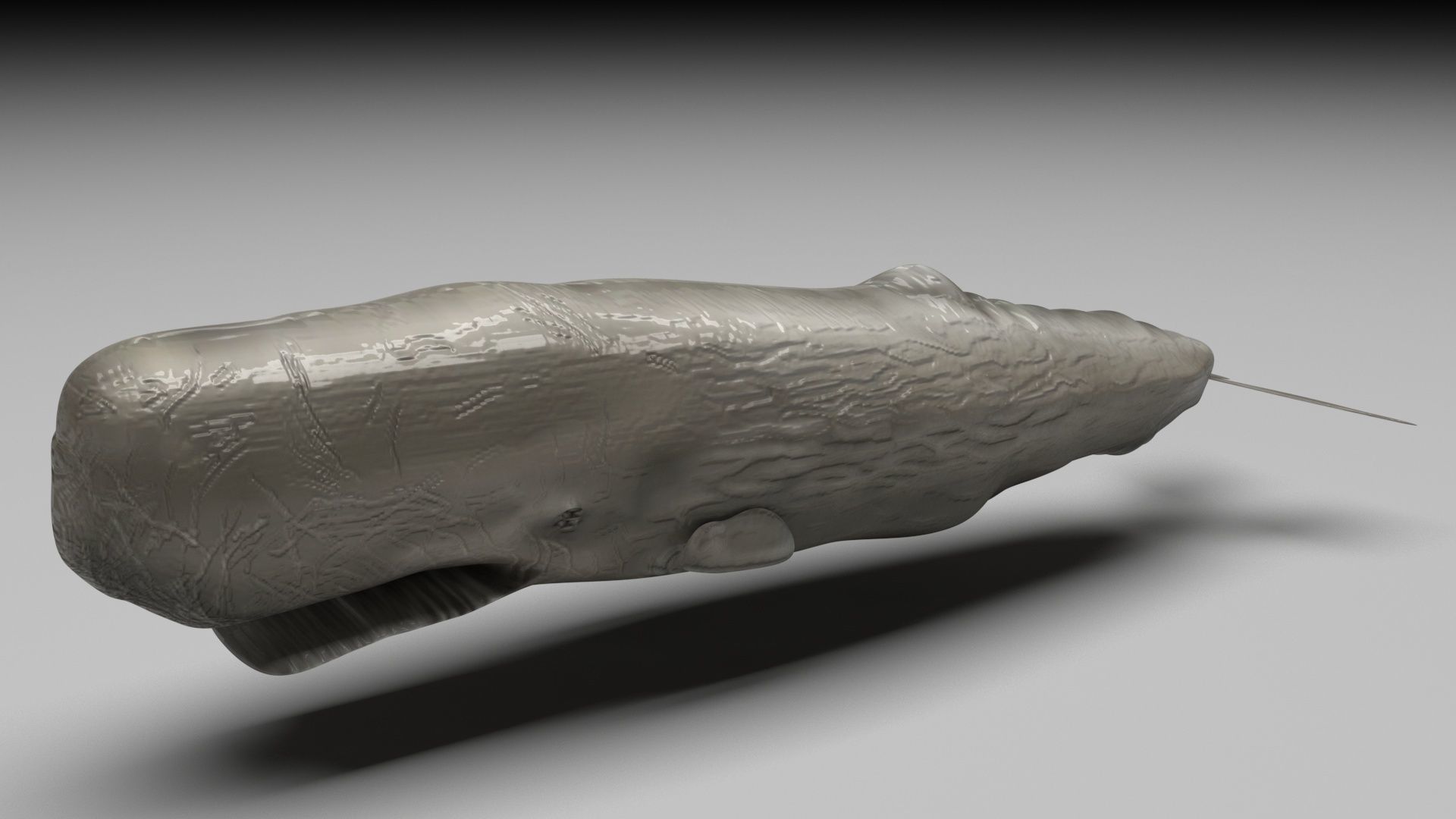 Sea Creatures Collection 3D model_76