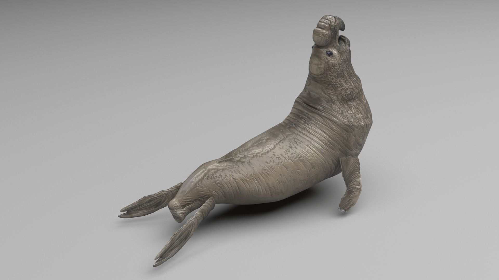 Sea Creatures Collection 3D model_82