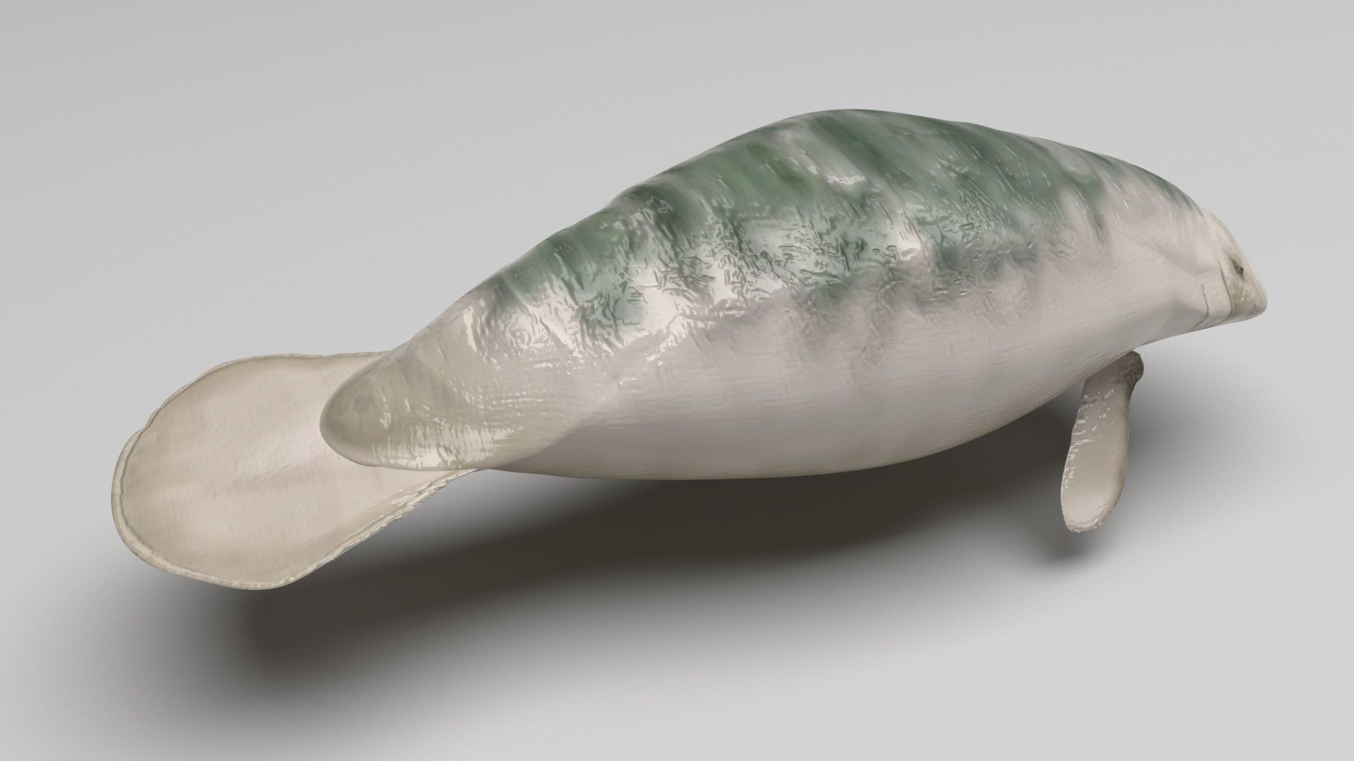Sea Creatures Collection 3D model_80