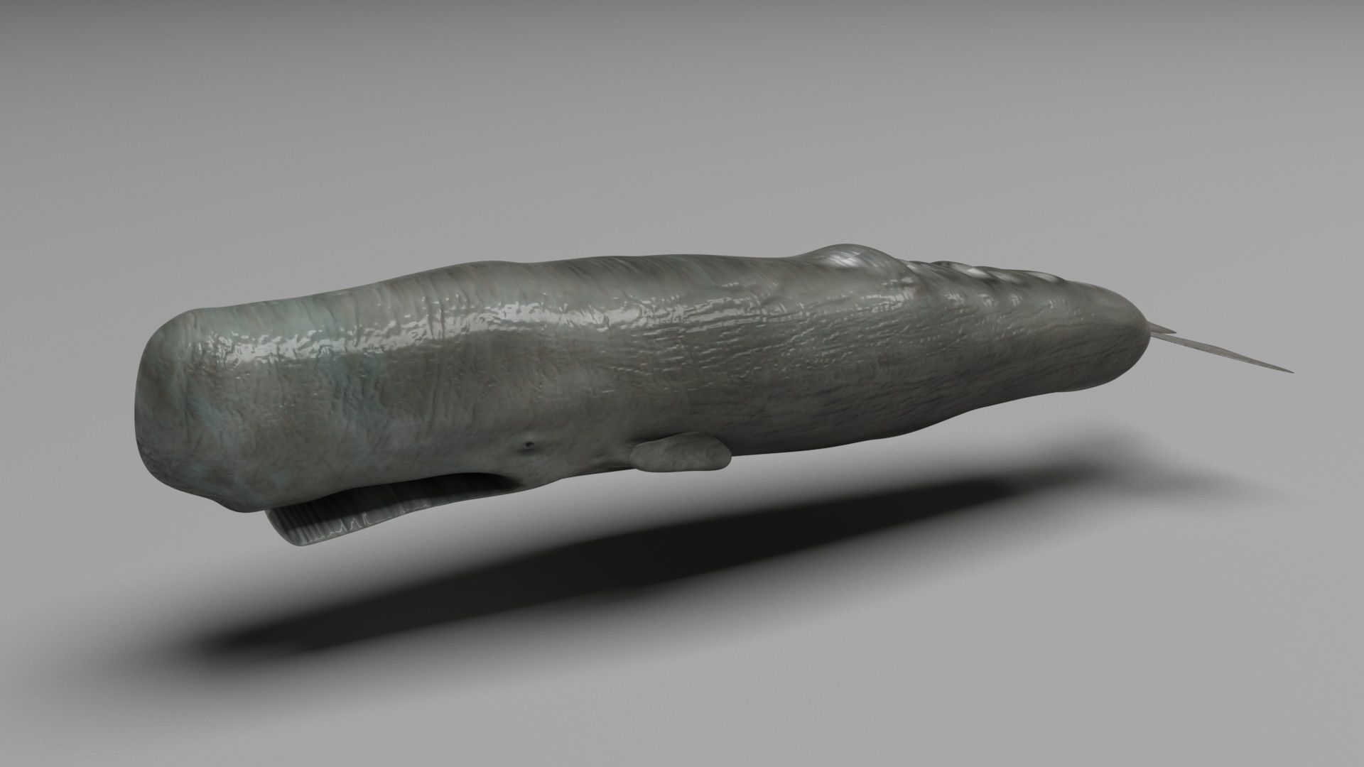 Sea Creatures Collection 3D model_74