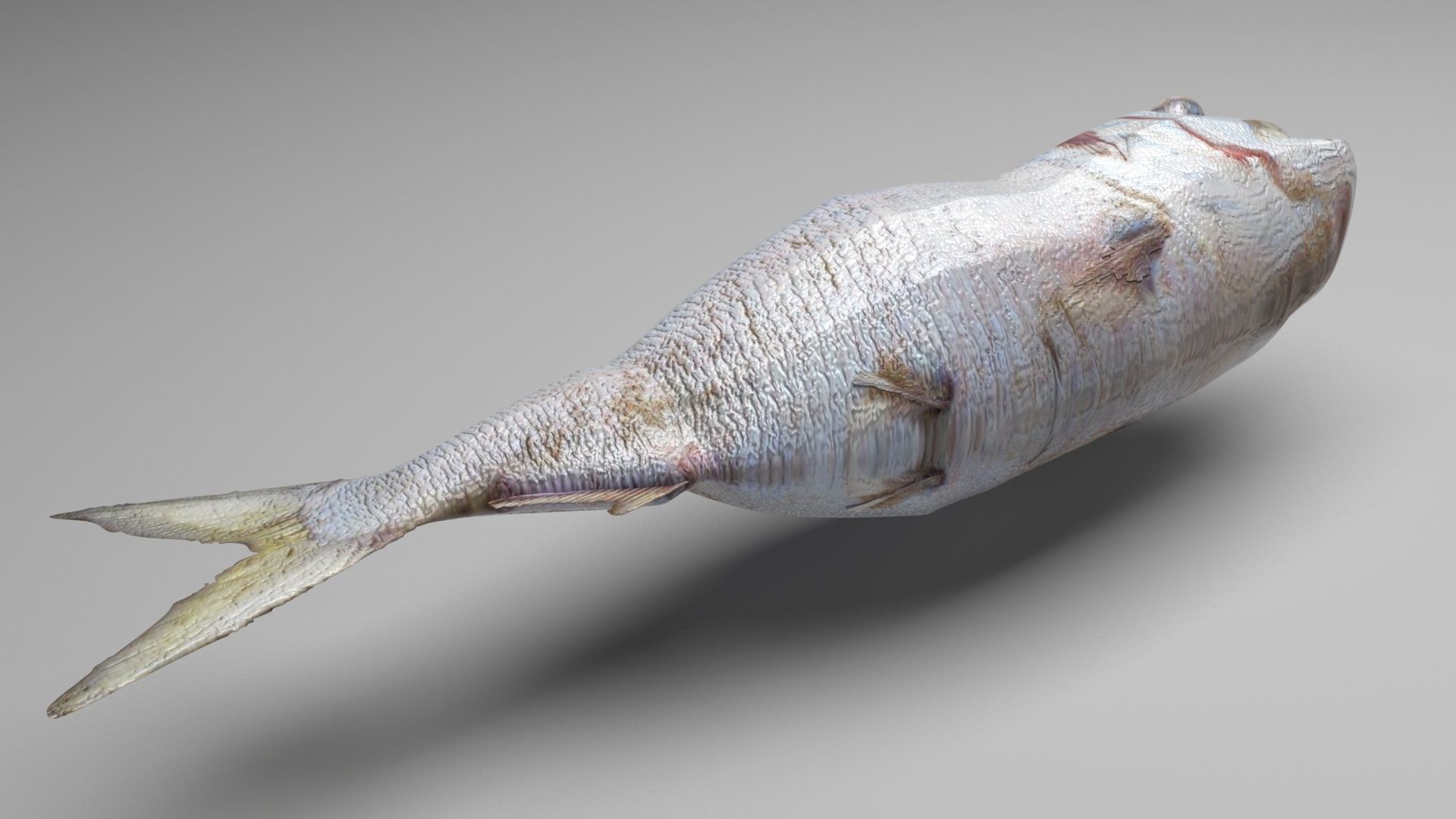 Sea Creatures Collection 3D model_64